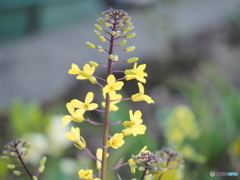 葉牡丹の花