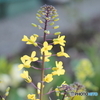 葉牡丹の花