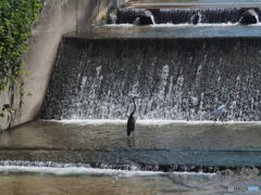 水辺の散歩ー１