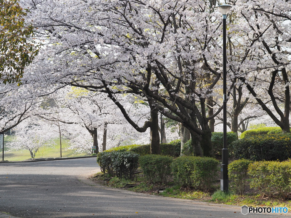 桜