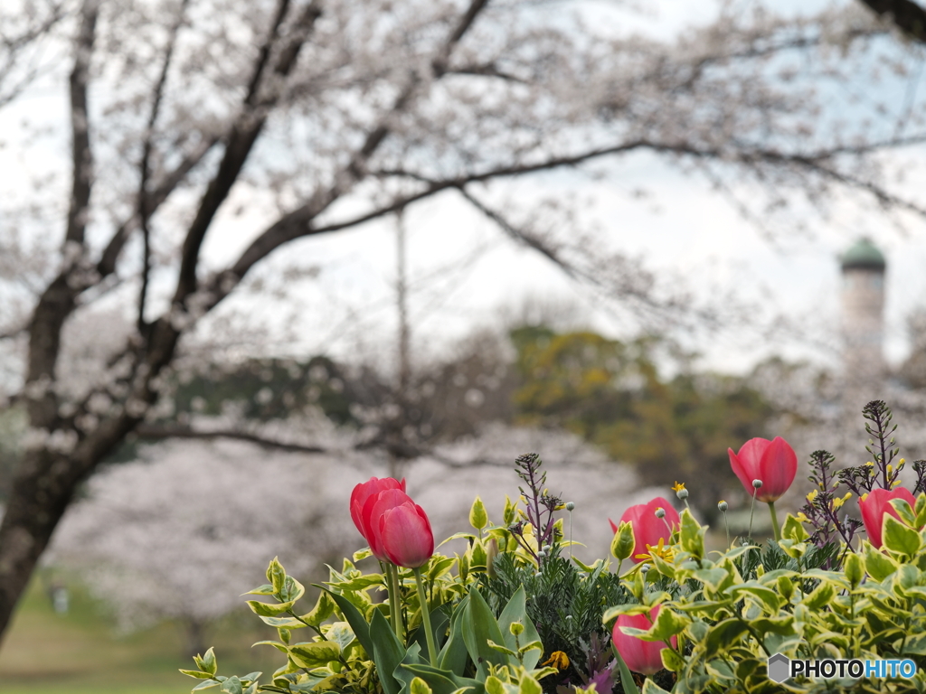 お花見日和－２