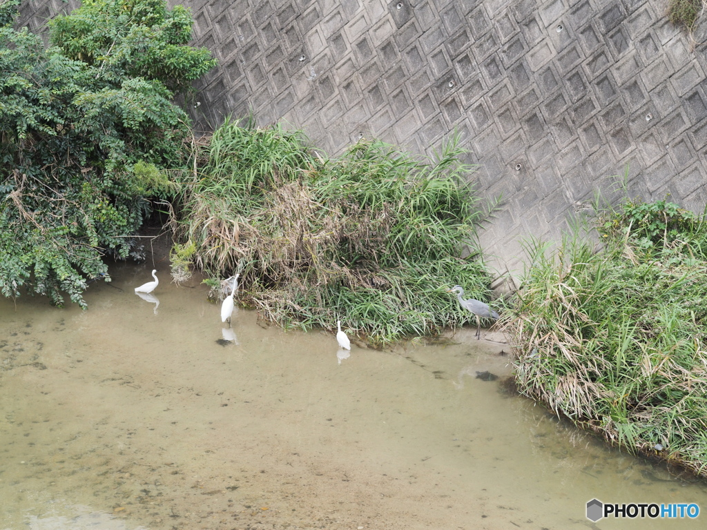 小魚の隠れ家？
