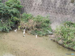 小魚の隠れ家？