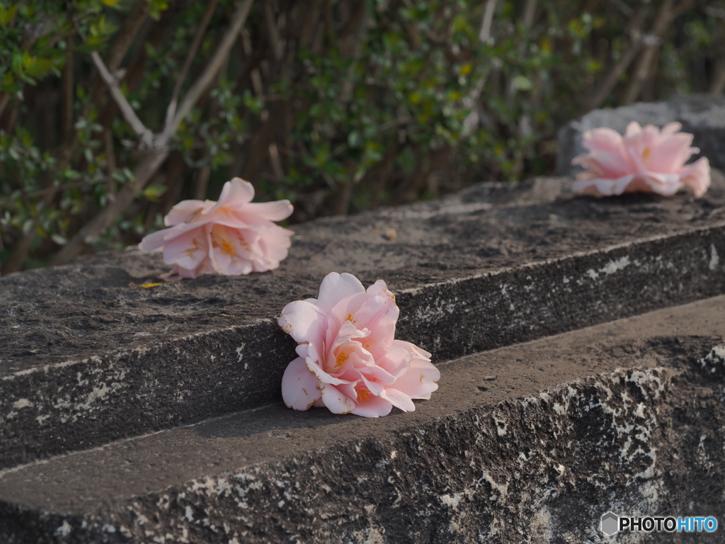 落花