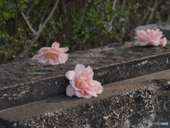 落花