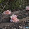 落花