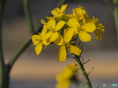 菜の花