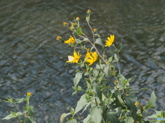 キクイモの花とモンシロチョウ