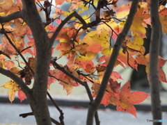 紅葉
