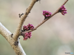 花蘇芳