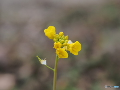 菜の花