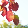 紅葉－１