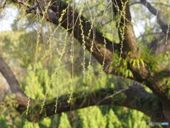柳の新芽