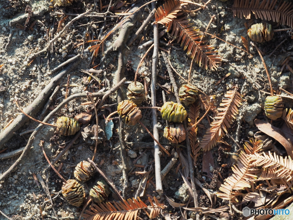 メタセコイヤの実