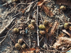 メタセコイヤの実