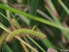 小さな虫