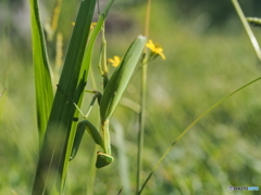 カマキリ