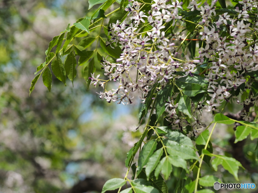 栴檀の花