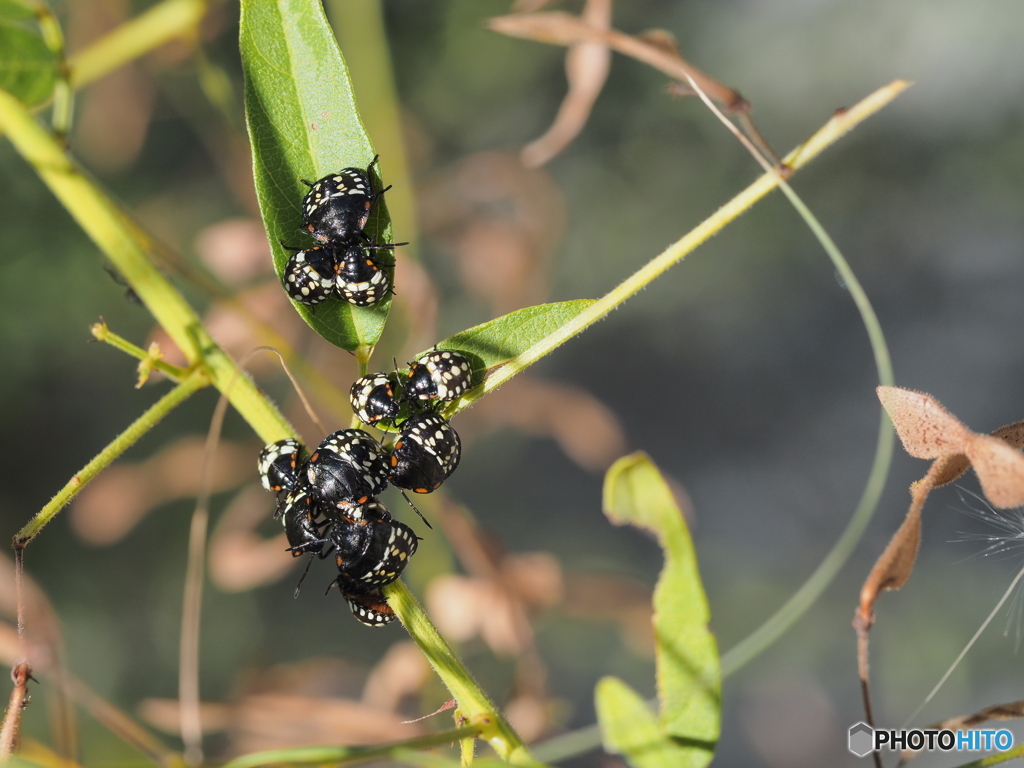 アオクサカメムシ