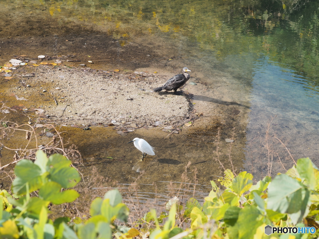 カワウとコサギ