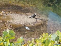 カワウとコサギ