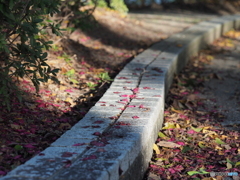 サザンカの小道