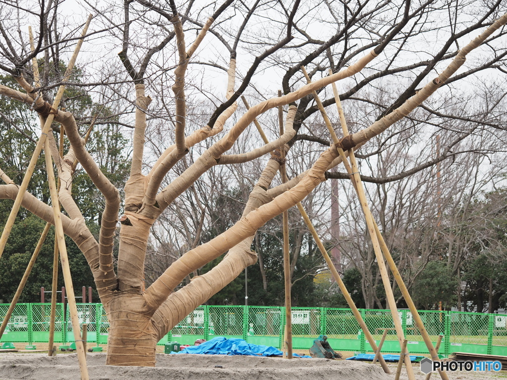 移植