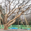 移植