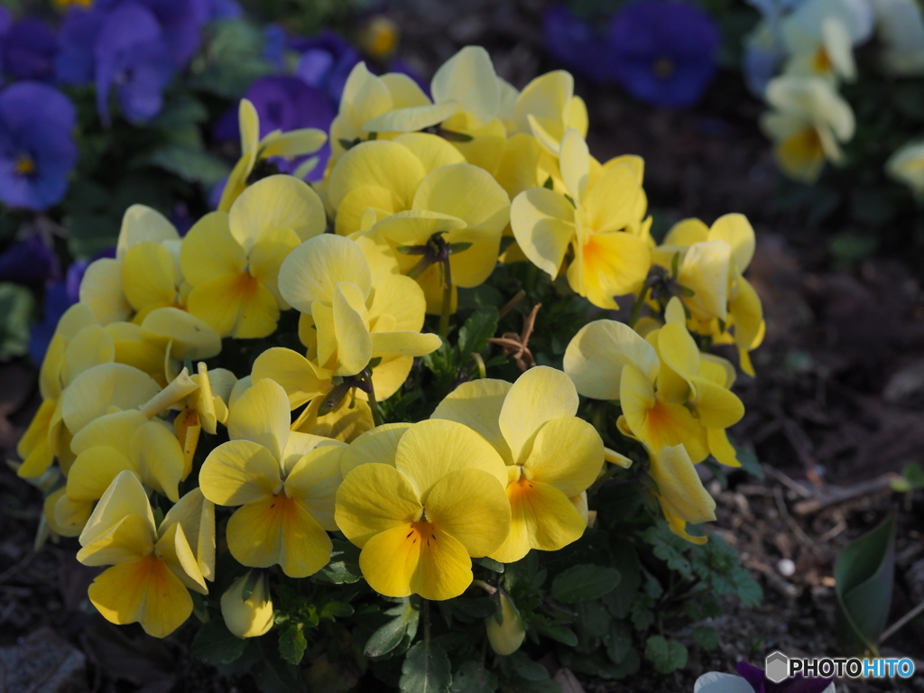 黄色の花－２