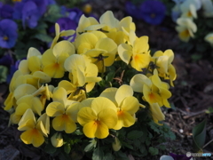 黄色の花－２