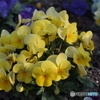 黄色の花－２