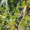 つくし