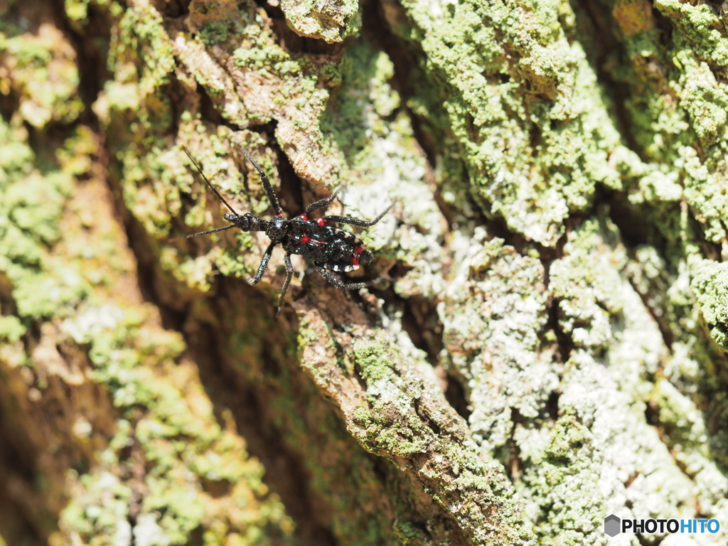 ヨコヅナサシガメ