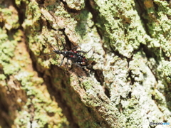 ヨコヅナサシガメ