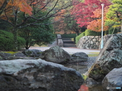 公園の紅葉
