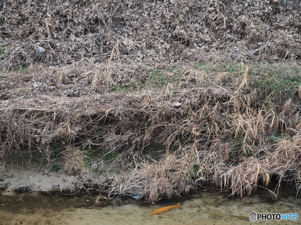 カワセミと緋鯉