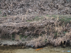 カワセミと緋鯉