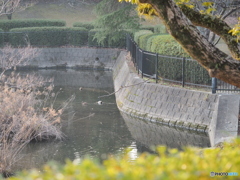 野鳥