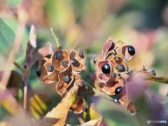 タンキリマメの実