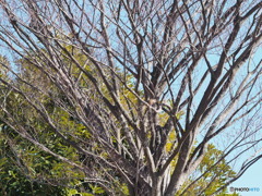 冬の探鳥ー３