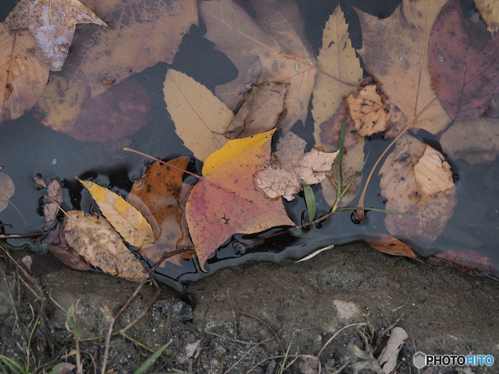 落ち葉