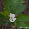 カジイチゴの花