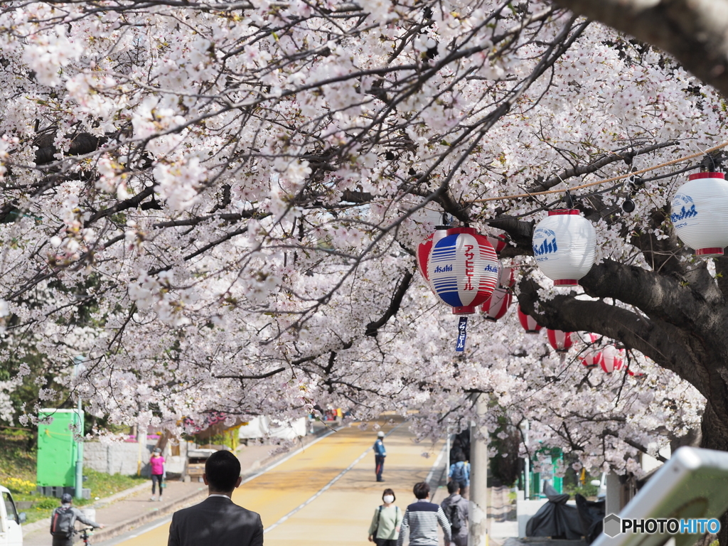 お花見ー１