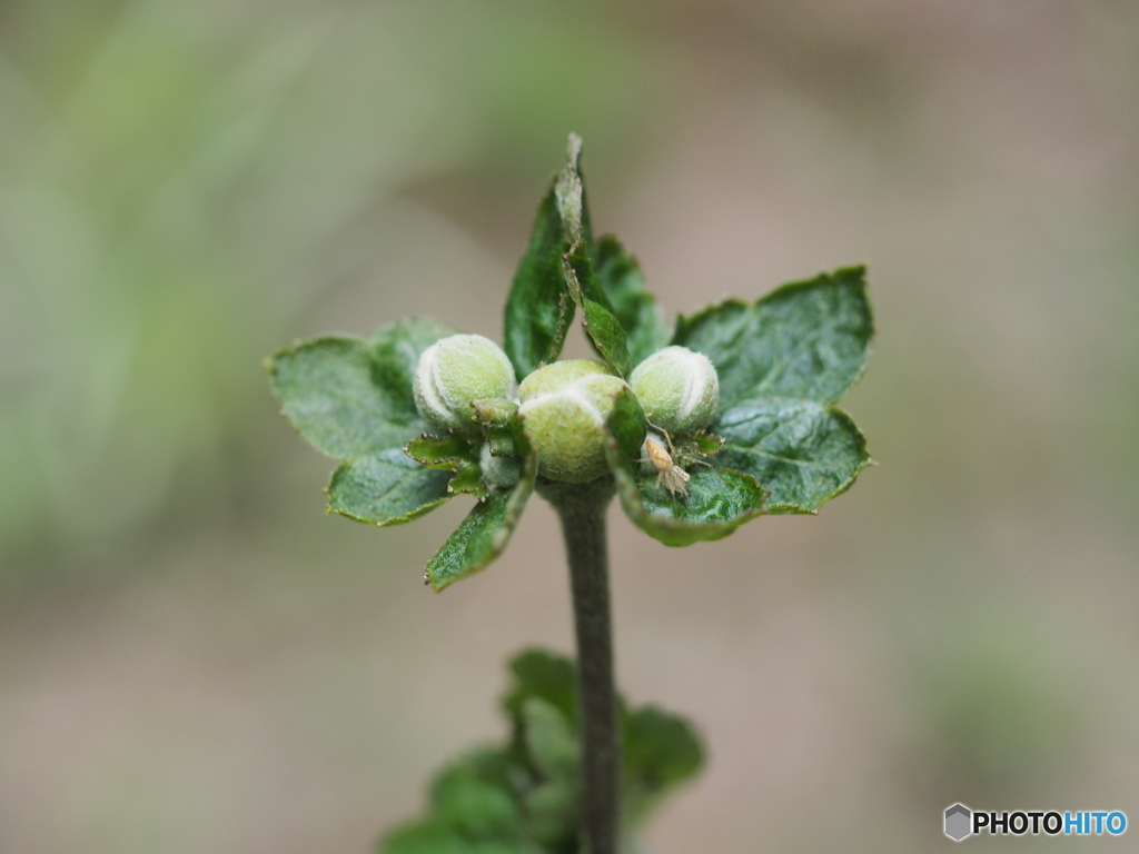 秋明菊の蕾