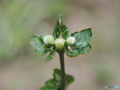 秋明菊の蕾