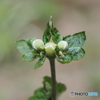秋明菊の蕾