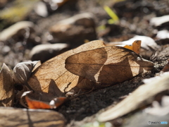 きれいな網目 きれいな網目