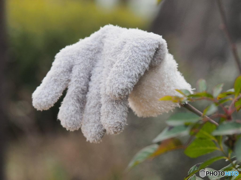 持ち主、現れず