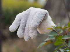 持ち主、現れず