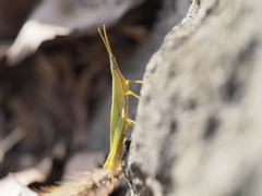 ショウリョウバッタモドキ
